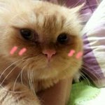 <b>비염</b>으로 인한 고양이 분양,  어떻게 생각하시나요?