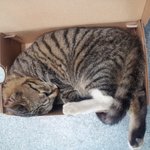 <죄송ㅠ>울 사무실 냥냥씨 -4탄!!