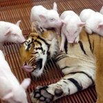 동물세상 속 바뀐 강자와 <b>약자</b>