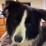 2탄! 양치<b>기개</b> 보더콜리 [스압있어요~]