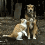 고양이의 유혹.<b>gif</b>