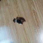 ★☆★길에서 버려져있던 고양이를 주웠습니다....★☆★