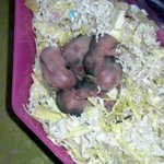 ★사진有/햄스터질문.꼭봐주세여★