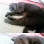 추가2)고양이분양관련 고양이실체