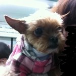 높은 곳을 좋아하는 콩이에요 ㅋㅋㅋ 신기신기><