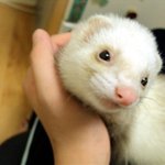 페릿판 한번 갑시다~