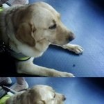 동물들의 슬프고 아름답고 감동적인 이야기