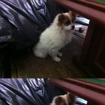 발바리계 김태희!  마, 살아있는 표정!  <b>몽실이</b>를 소개합니다.