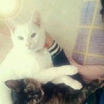 ★※사진有※★뼈도플(<b>뼛속</b>까지 도그 피플)인 내가 냥이 피플이 되기까지...