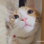 울고양이 유봉이 성장기 마지막 편!!