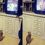 <b>무한</b>도전 광<b>팬</b>인 우리 고양이