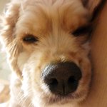 사진有★★지랄견이지만 지랄견같지않은 우리집 아지를 소개합니다★★(수정)