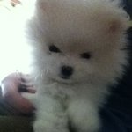 ♥♥♥♥♥포메여신 <b>일리</b>♥♥♥♥♥