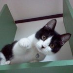 긔<b>요미</b>고양이네코를소개합니다!!