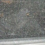 사진有)★에어컨실외기에 비둘기가 알을낳았어요
