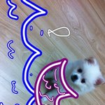 ■■■■스피츠 꽃미남 강이■■■■