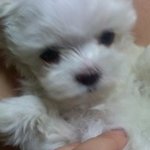 내 아들겸 동생겸친구를소개합니다> <