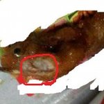 ★★★★취퀸헤드 <b>냠냠</b>??★★★★(사진有)