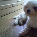 사진有) 흔犬 → 훈犬 만들기!