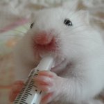 (사진有)  햄스터 조으다!