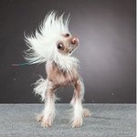ㅋㅋㅋ<b>개들</b>이몸을터는순간ㅋ
