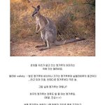 캥거루의<b>진실</b>