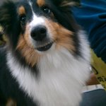 ◆◆◆◆ '셔틀랜드 쉽독'을 아시나요? ◆◆◆◆(스압주의!!)