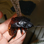 바퀴벌레 시식한 후기입니다 (사진있음)