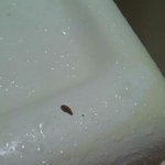 발도와주세요 그곳에서 이상한 <b>벌레</b>같은게 나왔어요....★★★★★