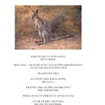 캥거루의 진실