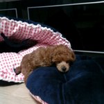 (사진有) 폭풍성장 한 나름(?) 토이푸들 <b>공순이</b>