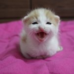 ★☆☆☆[냥이판]<b>보리</b>보리(사진有)☆☆☆★