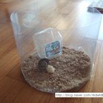 ★★★저희집 <b>소라게</b>를 소개합니당!!★★★ /사진 마나요!!