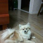 잃어버린 포메라<b>이언</b> 강아지를 찾습니다.