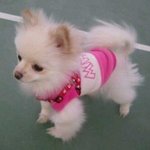 이런  차도녀 본적 있음?[사진有느님]