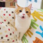 [유봉이네] 울고양이 유봉이 <b>동생</b> 앙<b>즈</b>를 소개합니다!!【스압주위!...