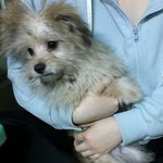★★★서울 한국외대쪽에서 강아지를 주웠어요 꼭 봐주세요!★★★