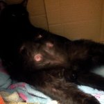 사이좋은고양이커플.. 드디어 출산했습니다..^^