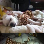 ▶개판有,사진다有◀못말리는 개기요미 개방울일과