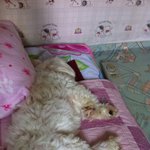 사진有>>>>못말리는 우리 개기요미 방우리