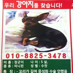 (서울)※※<b>장군</b>이를 애타게 찾고있습니다.※※