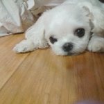 [개판] 최강동안 할머니개를 소개합니다