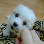 ★★파보▷(사진有) 살 확률 20% 병 이겨낸 <b>몽이</b>