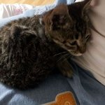[광주 사진 有 ] 고양이 <b>분양</b>이요