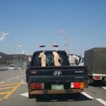 동물이 식용이냐?