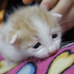 ★☆☆☆[냥이판]<b>보리</b>보리2(과거사진有)☆☆☆★