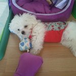 ♡♥♡♥♡♥우리집 막둥이 <b>라온</b>찌♡♥♡♥♡♥