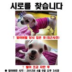 ★★★★전주 말티즈 <b>여아</b>를 애타게 찾습니다 有 ★★★★