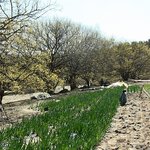 봄기운을 느끼고싶다면! 이천<b>산수유</b>마을!!