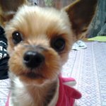 [경기도구리] 유기견(요크셔테리어)을 <b>분양</b>합니다.급해요!